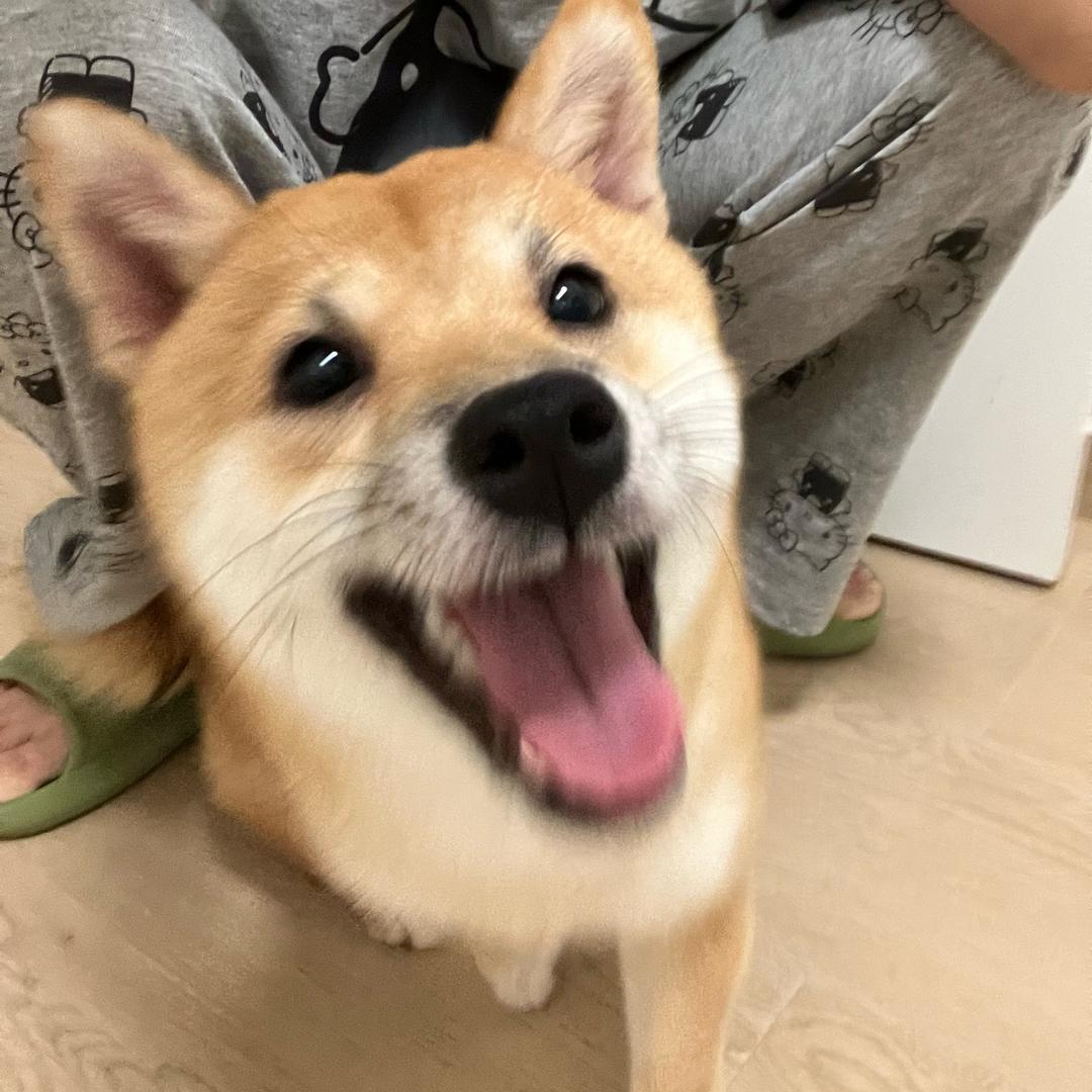 蛋黄凑凑