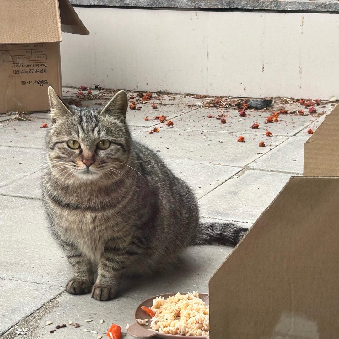 油猫饼