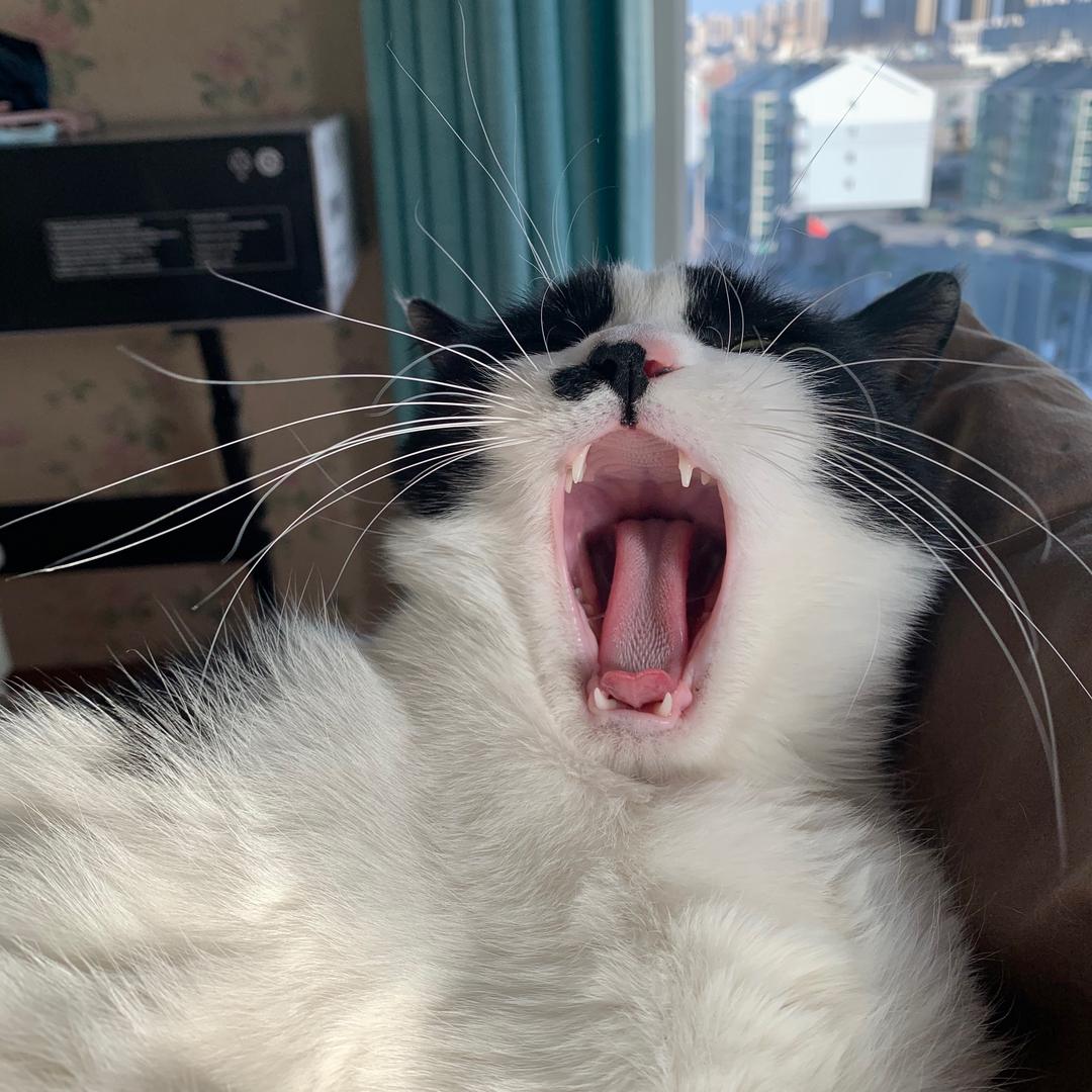 无敌阳光开朗小狗