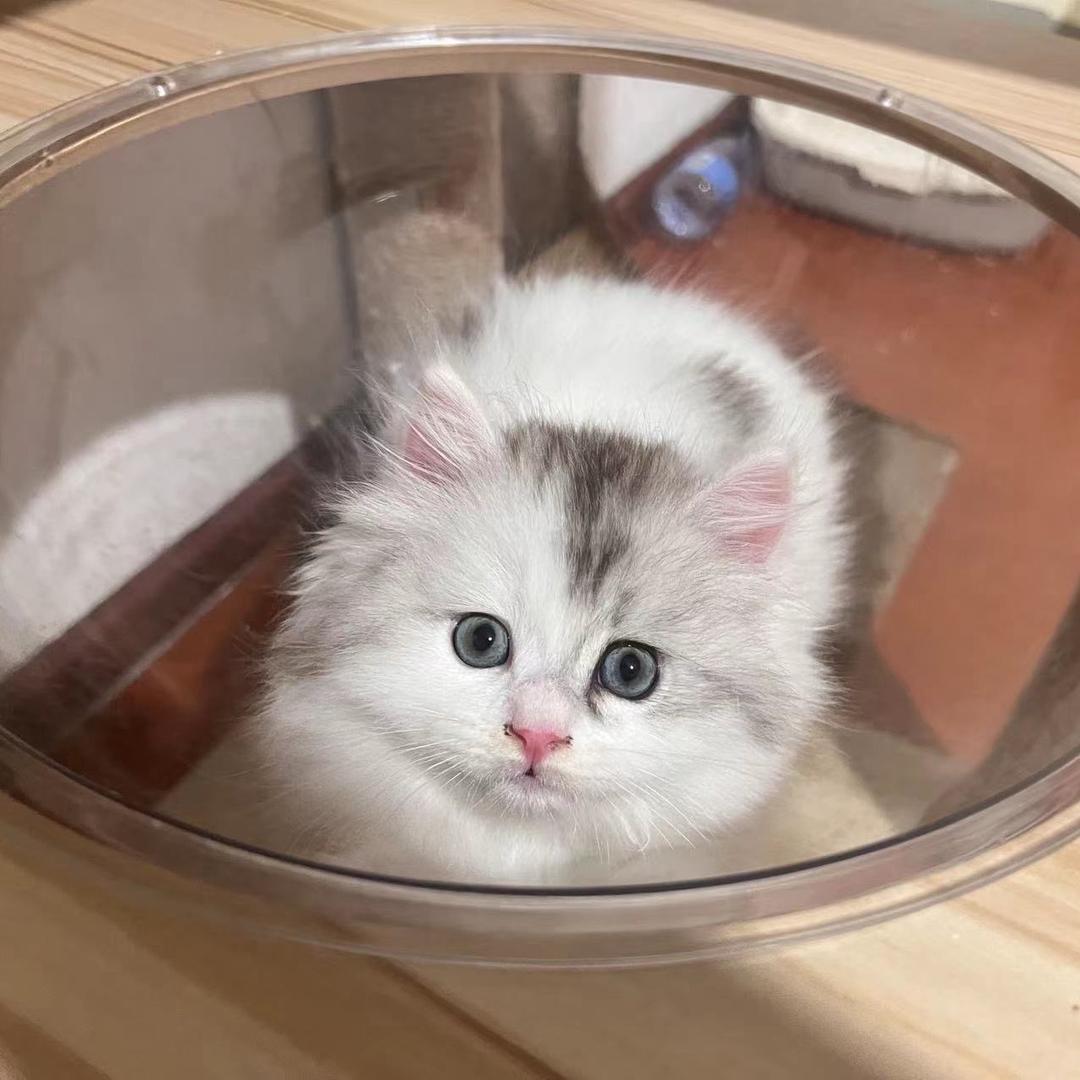 老板是只猫