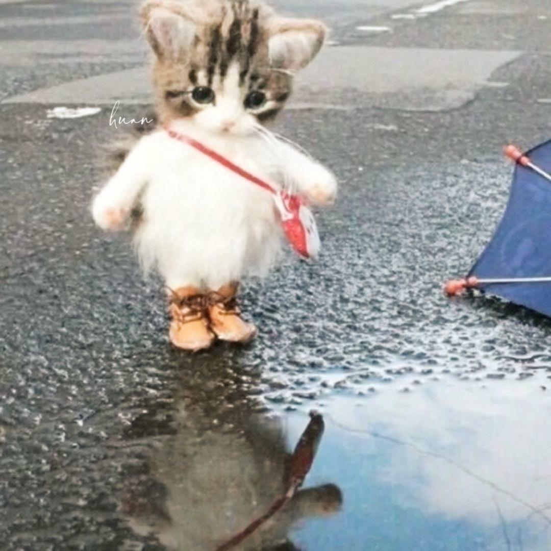 Kitten