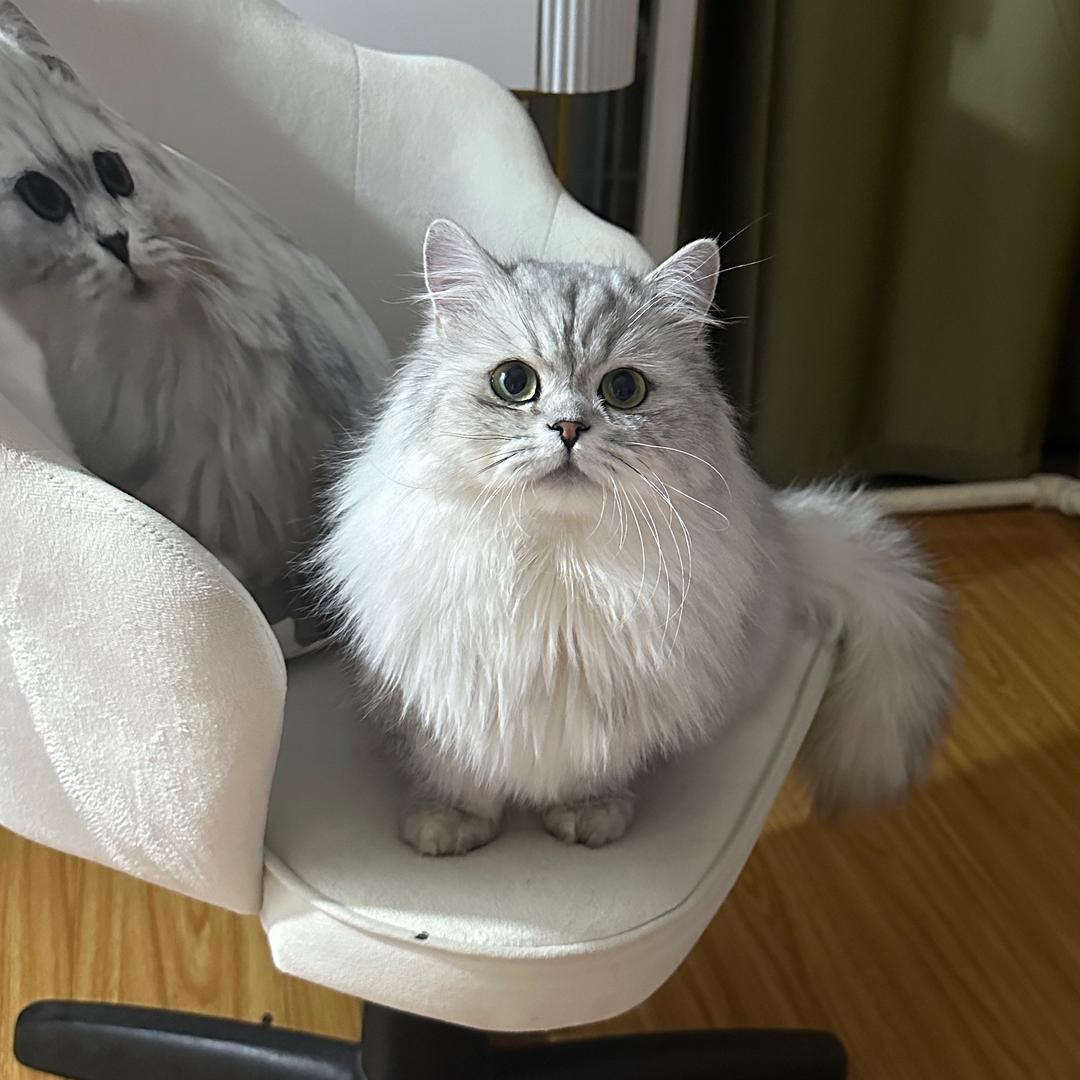 二六