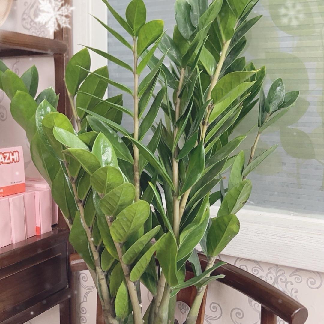 心随明月
