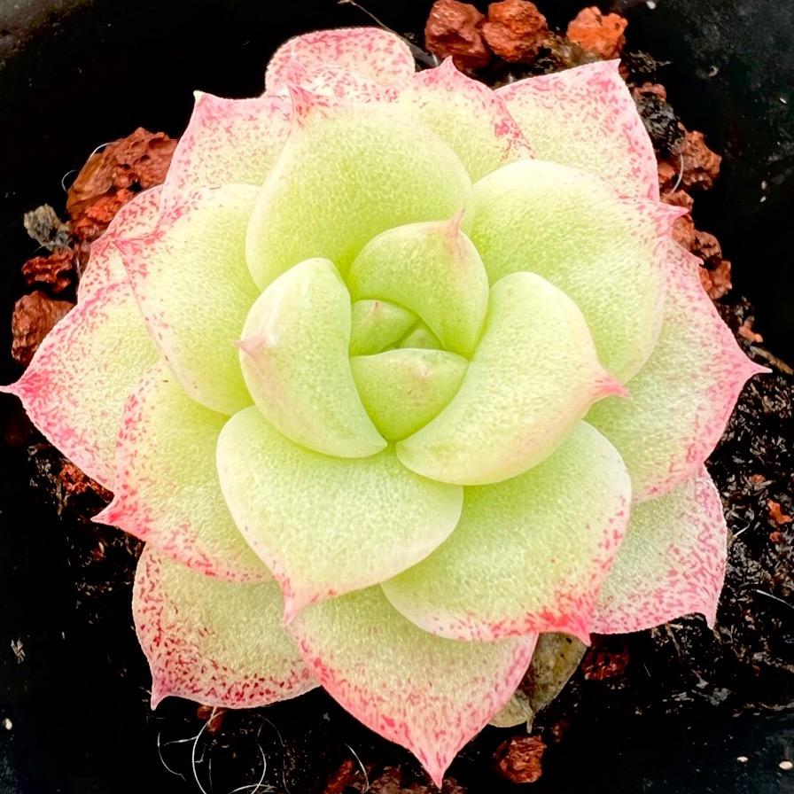 拳果沭阳县卡先通商贸有限公司绿植专卖店
