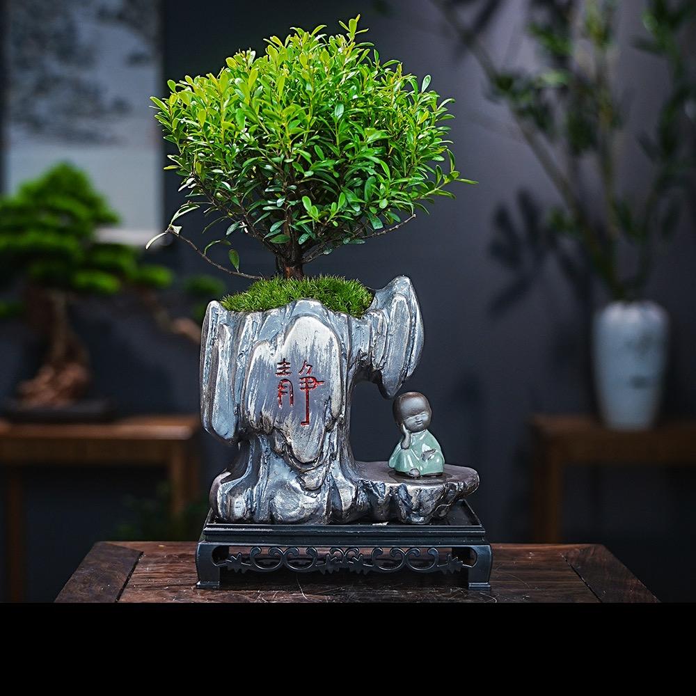 心心盆景绿植