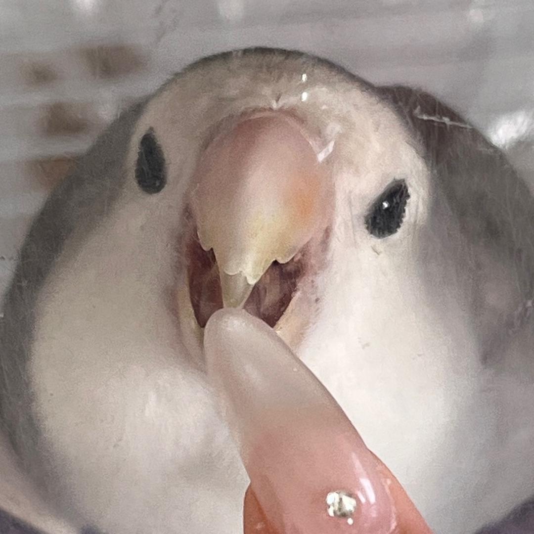 康康珍珠