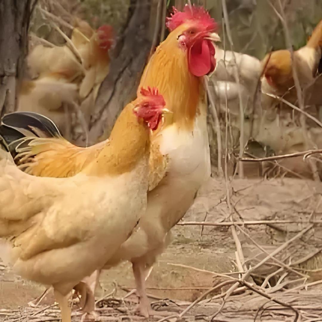 香蛋佬食用农产品小店