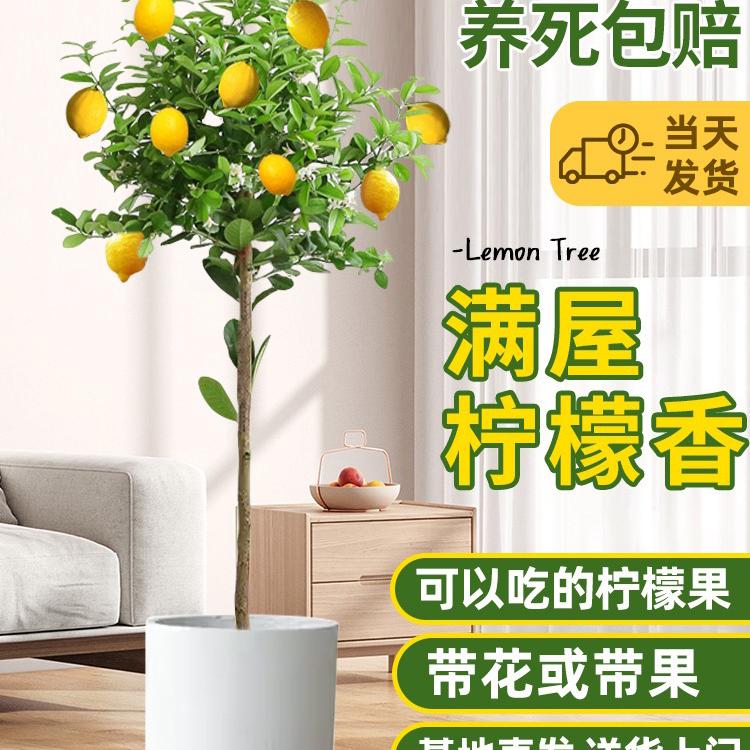 碧琢泷溪果树苗木专卖店