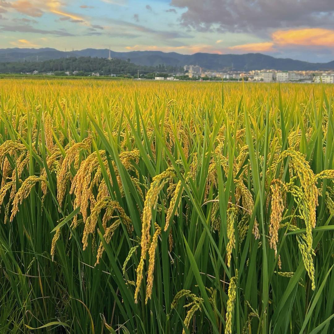 谷晶晶五常大米