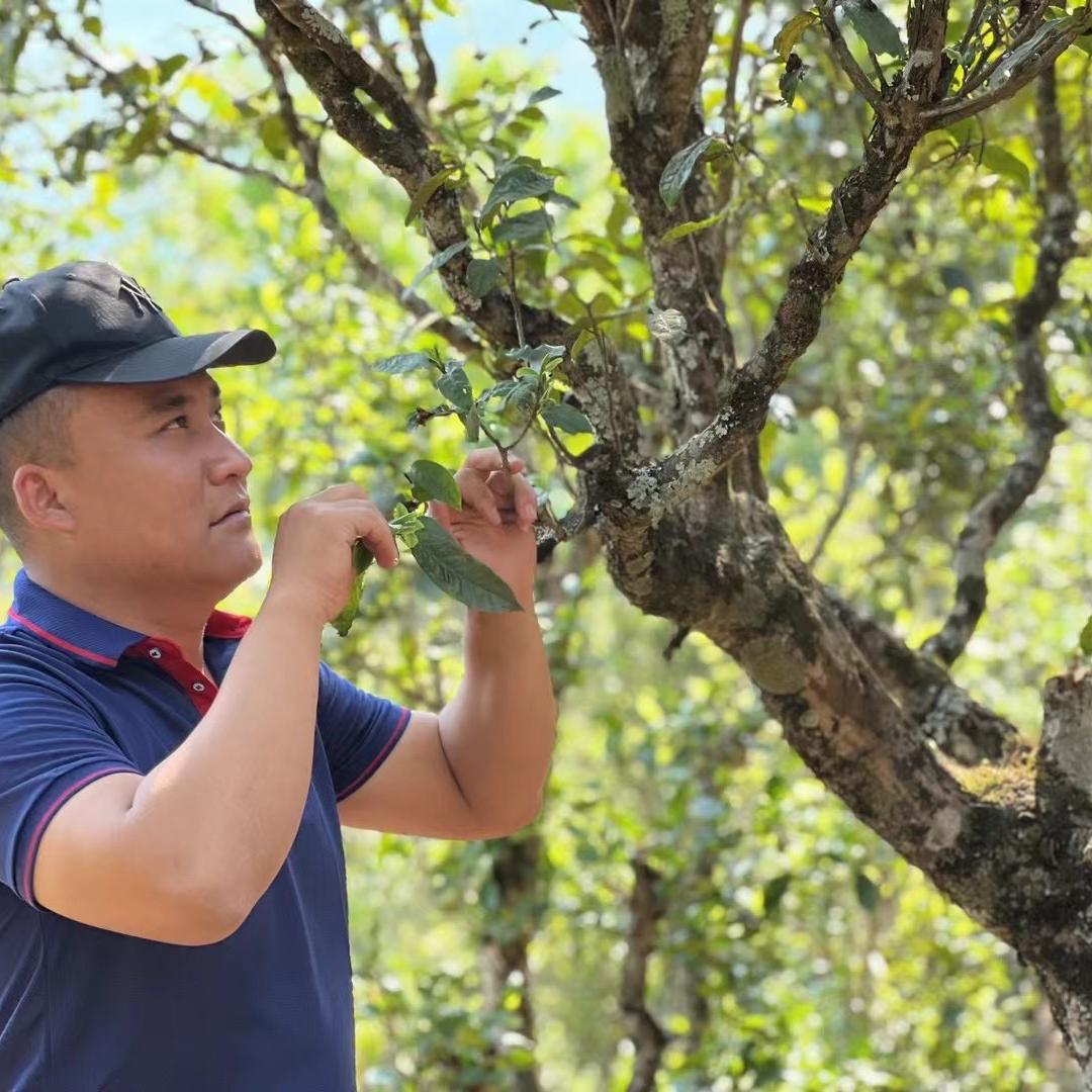 景东迤仓雾毫茶业有限公司