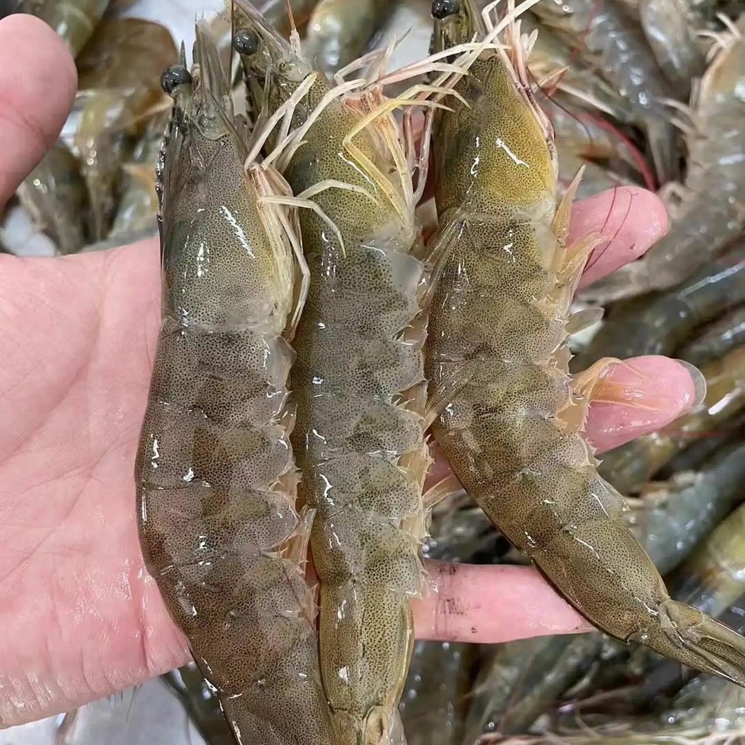海捕大虾直供