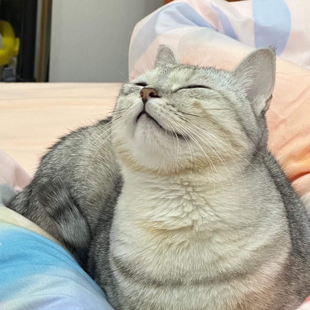 迪米是只猫