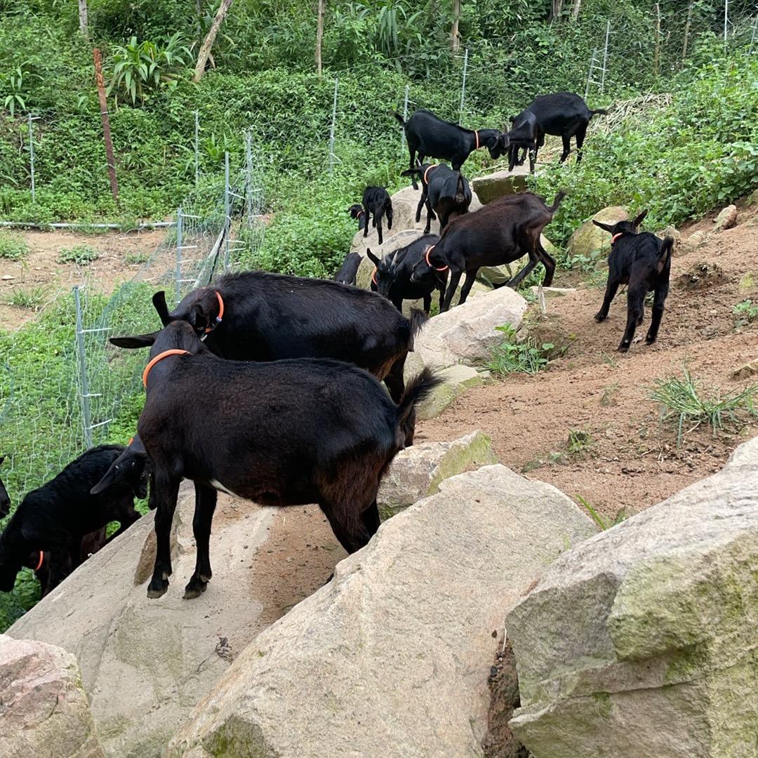小耳黑山羊养殖