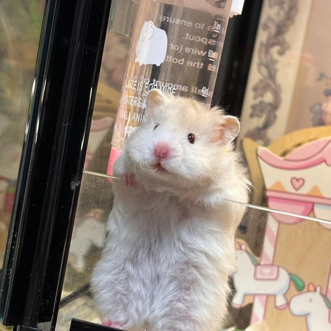 一吱小鼠条🍟