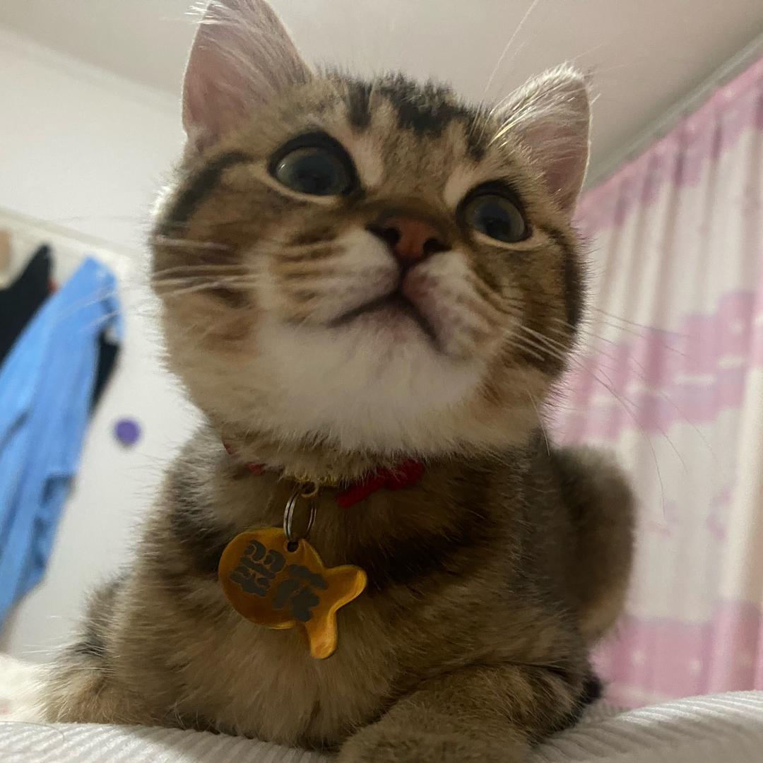 是朱朱啊