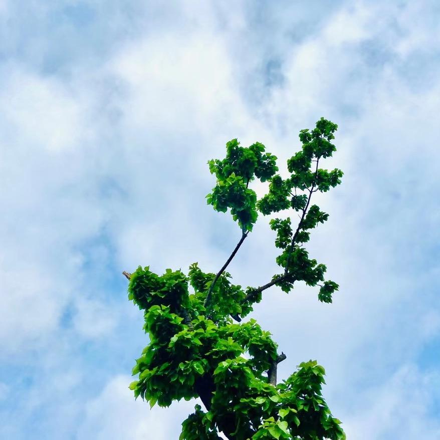 王医生的小跟班