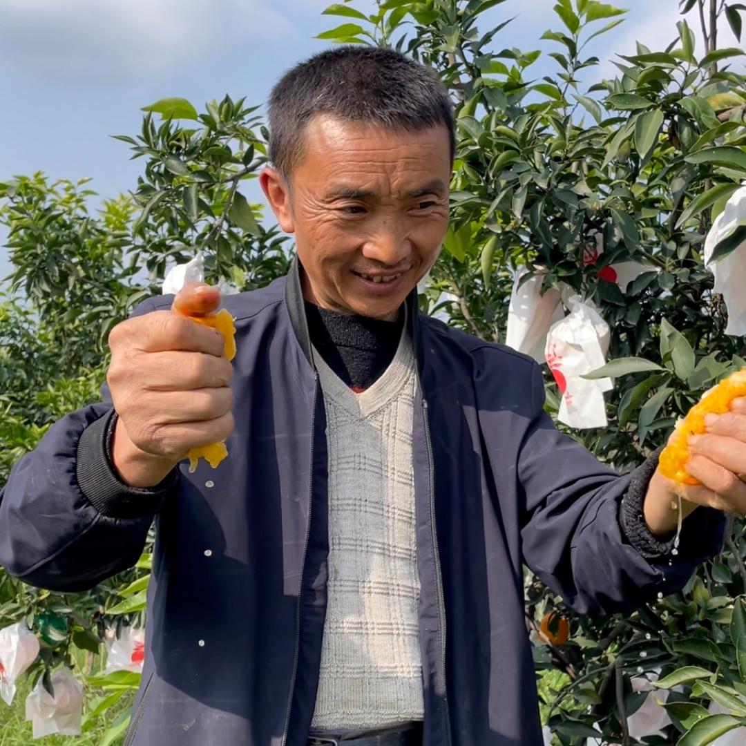 周地主种的爱媛耙耙柑