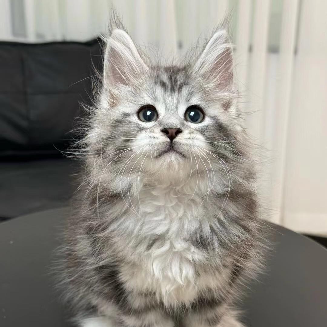 首席缅因宠物猫