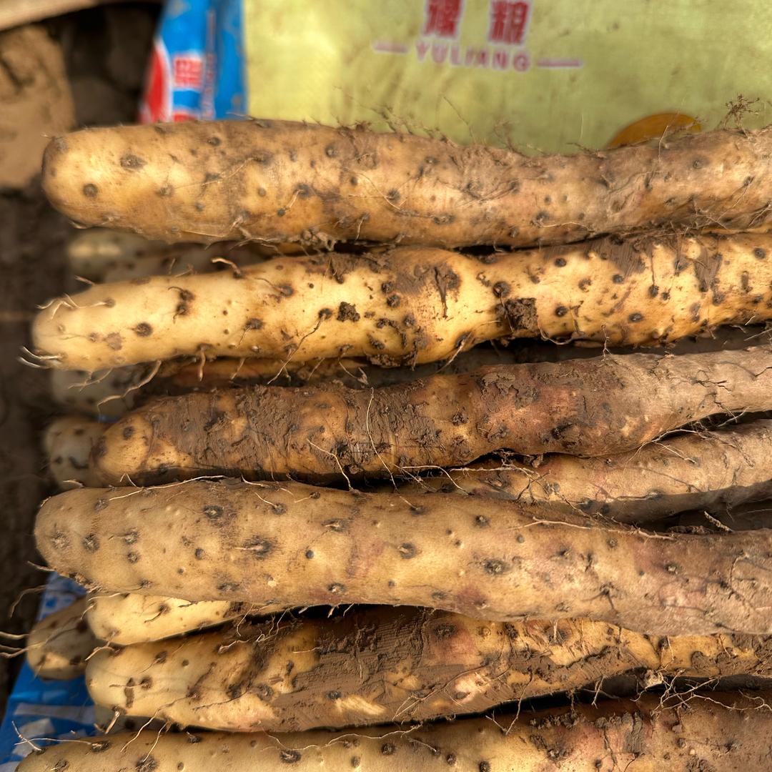 同怀垆土铁棍山药