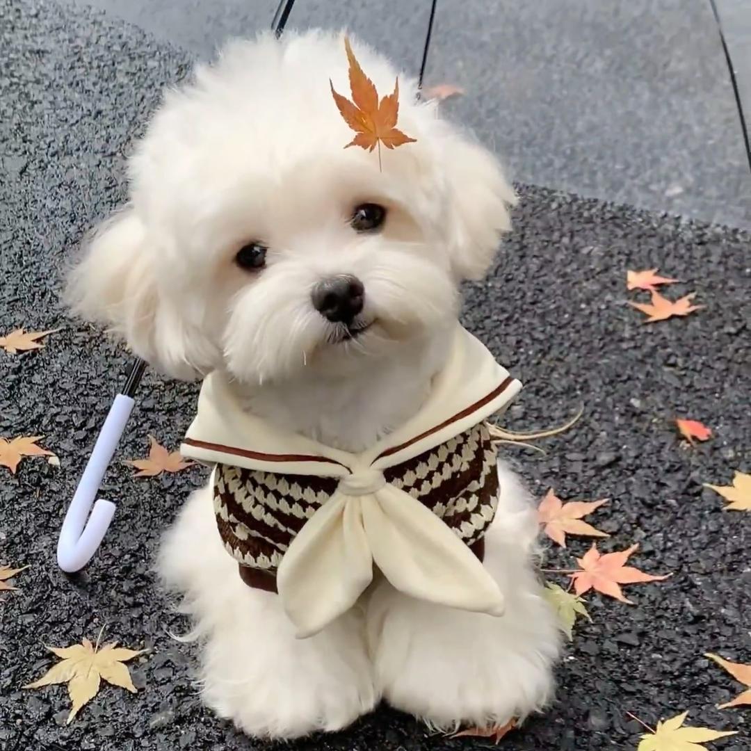 𝑨𝒖𝒕𝒖𝒎𝒏🍁