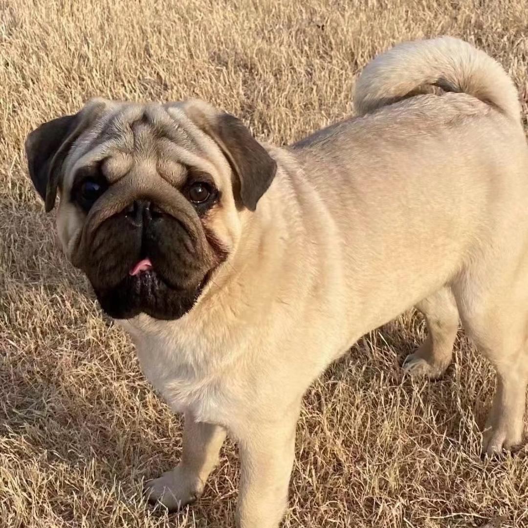 繁殖巴哥的年轻人