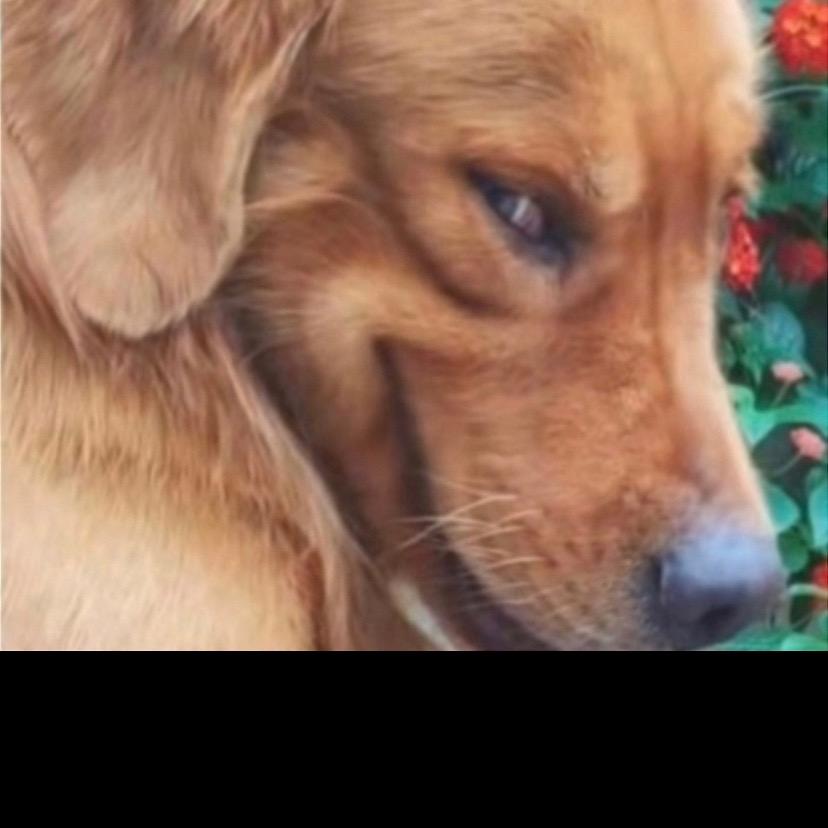 自以为是的争议使者