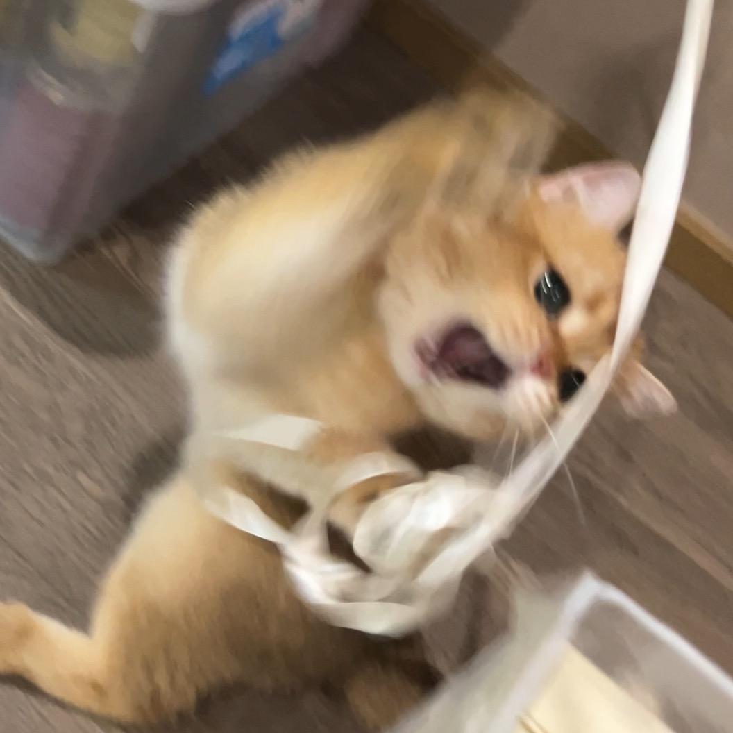 嘻嘻嘻喵
