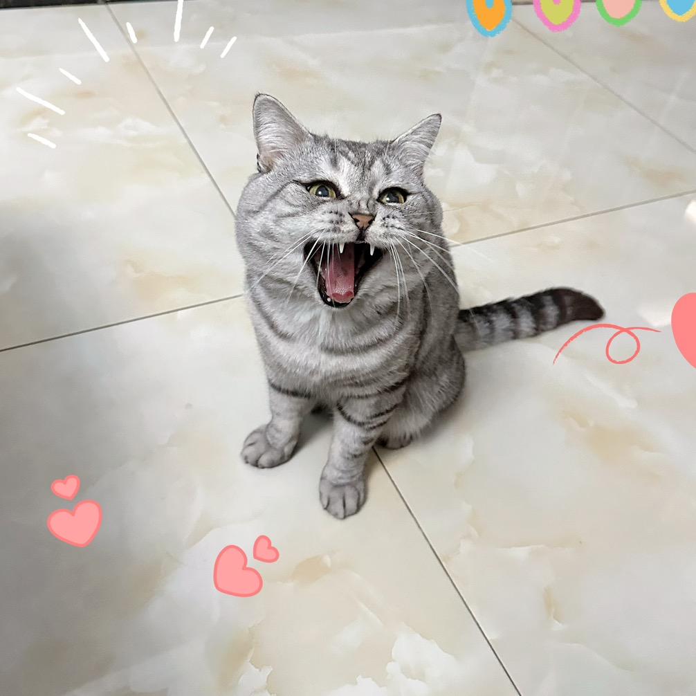 🌈杨小茜和流浪小猫侠们🐱