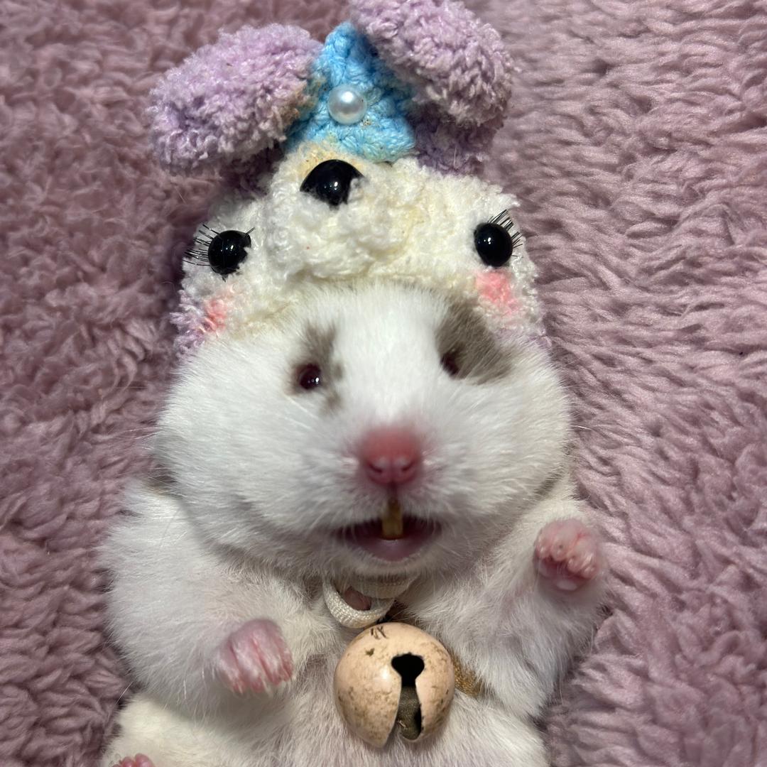 快乐生活🐻三只