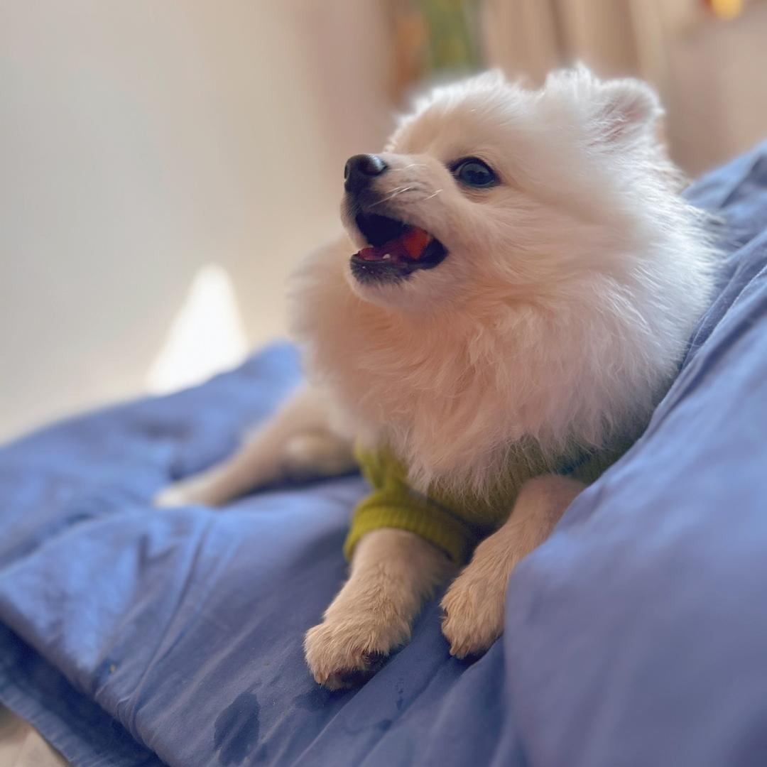 是啊布呀