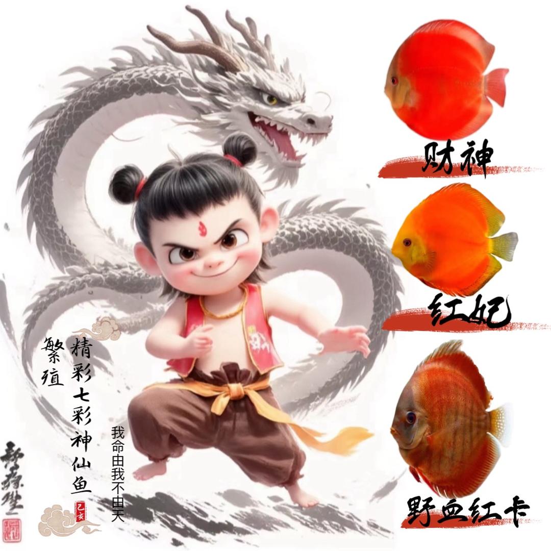 精彩七彩神仙鱼繁殖