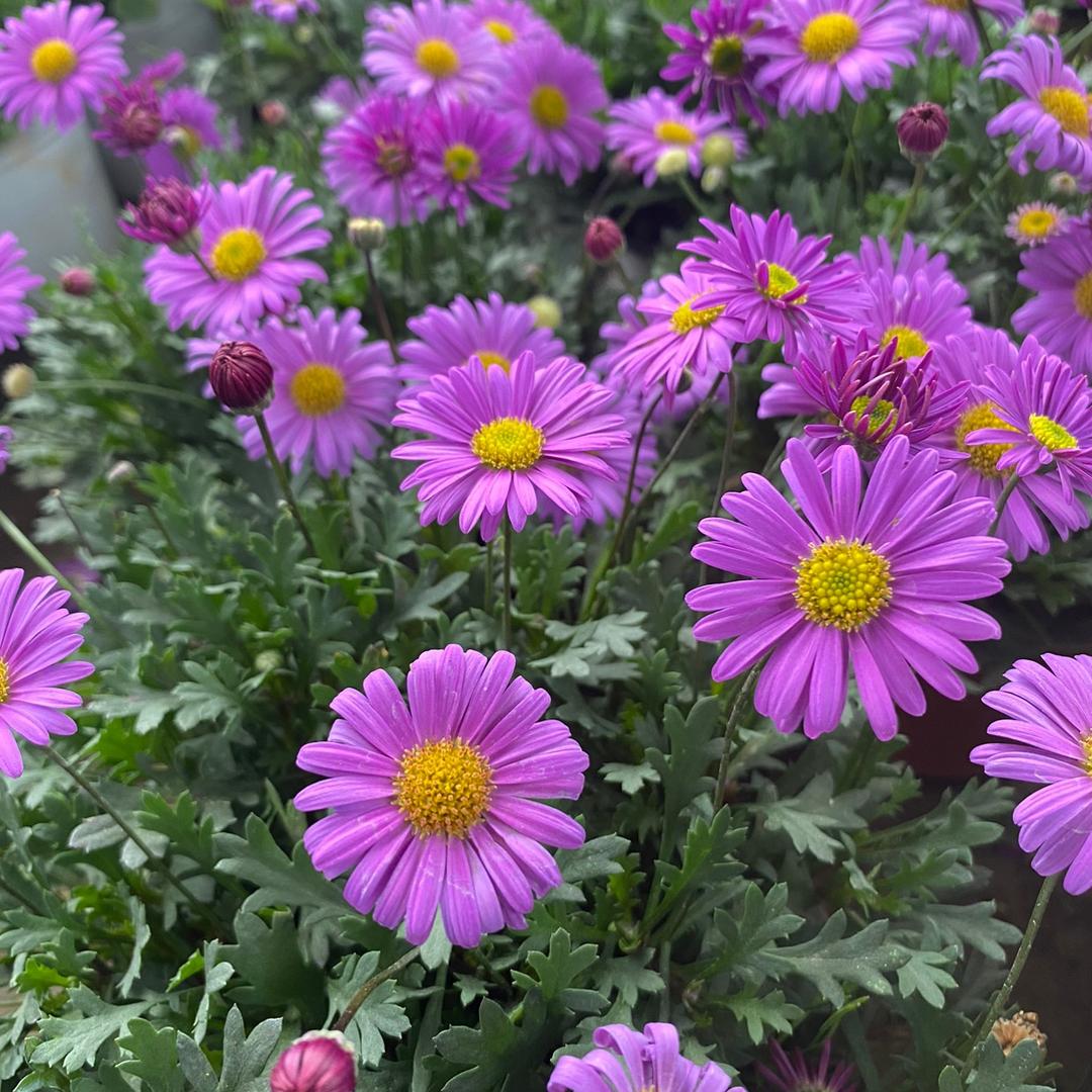 花筑小铺