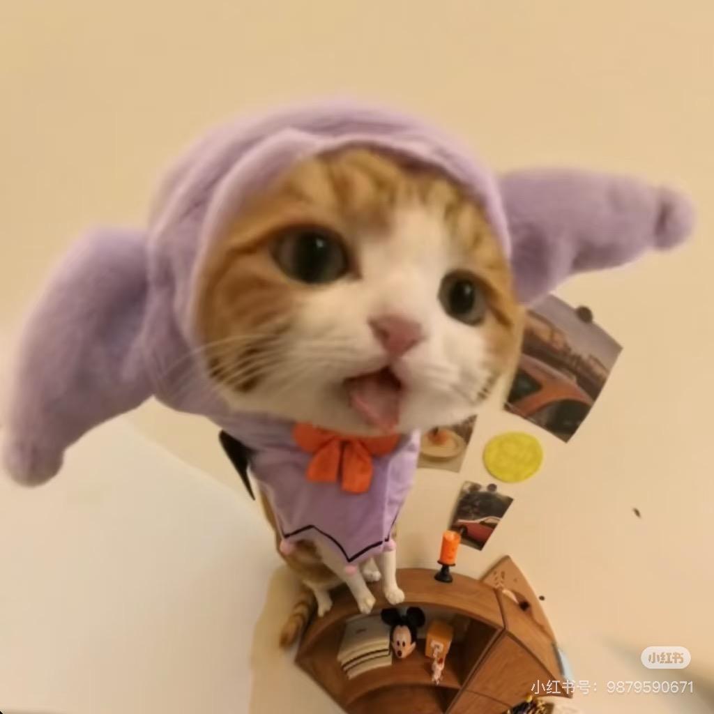 小猫.