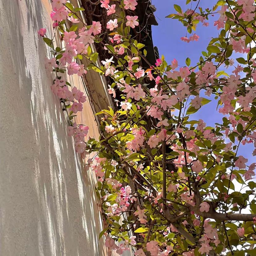 是秃子终于会发光