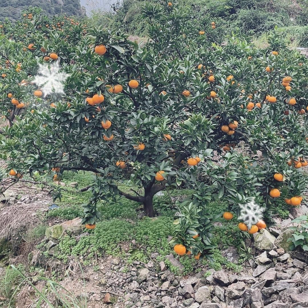 涌泉蜜桔水果