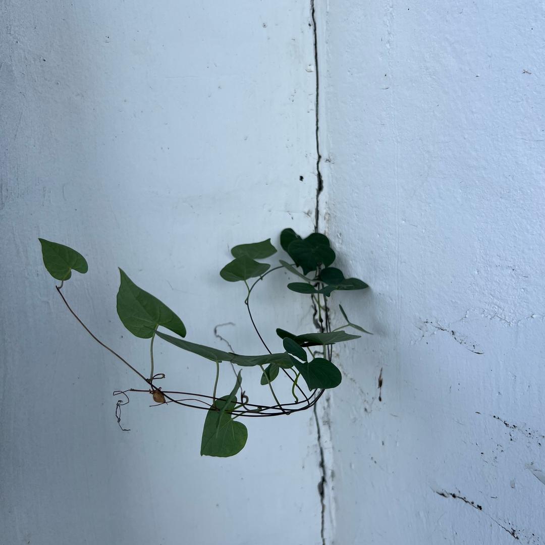 一条虫屋父
