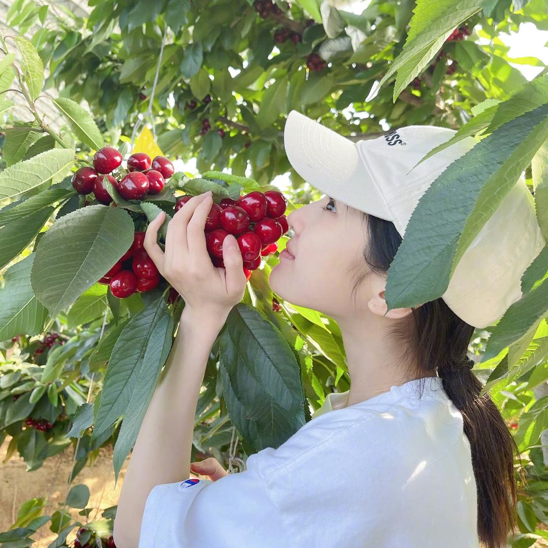 树和树袋熊