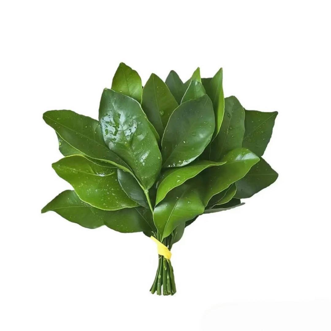 桑榆