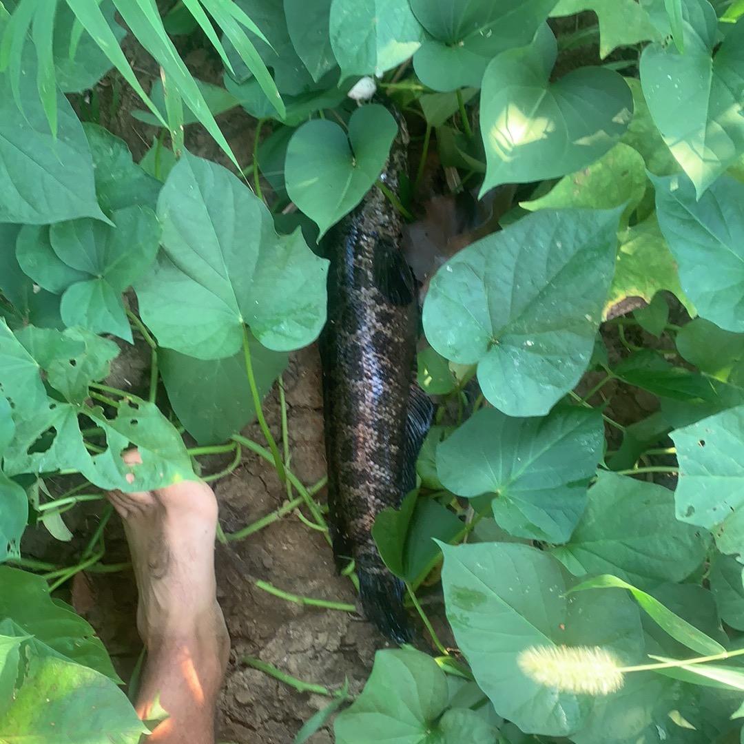 浮萍钓黑鱼（有回必应）