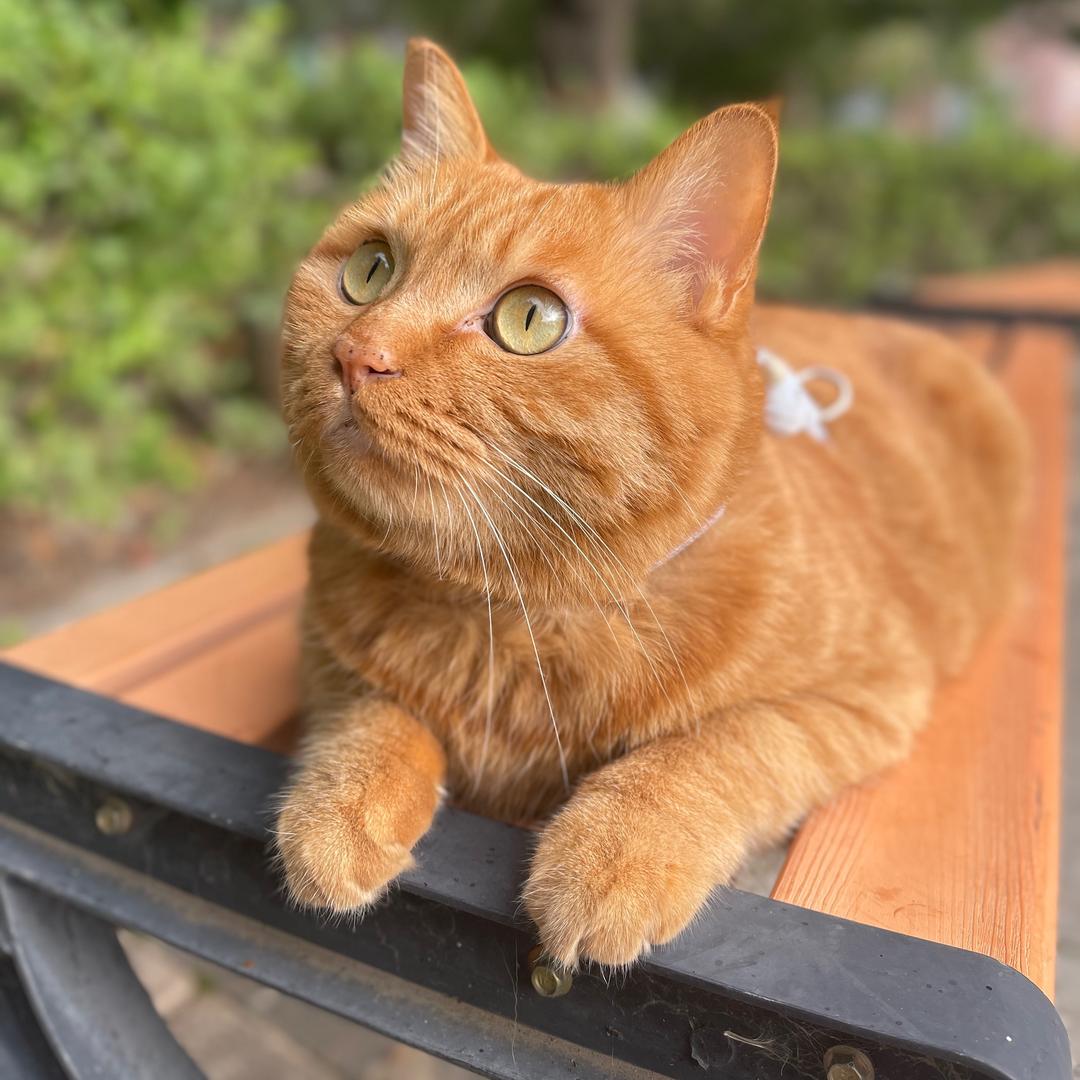 我有一只三胖子