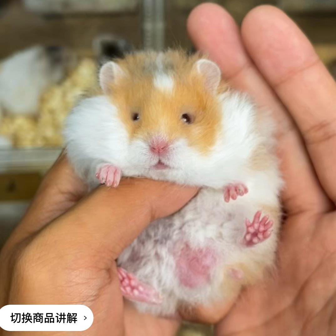 小豆丁