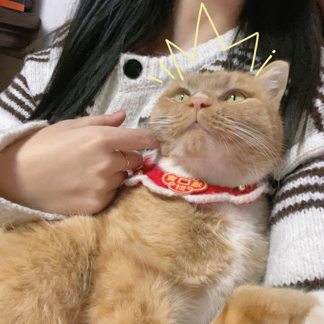 八月是只胖橘吖