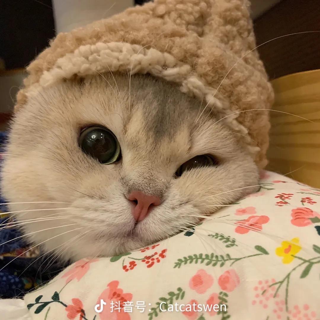 小鼻嘎的日常🐱