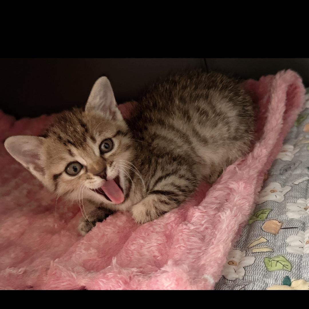 এ᭄ꦿ꯭꧔ꦿএ᭄💕