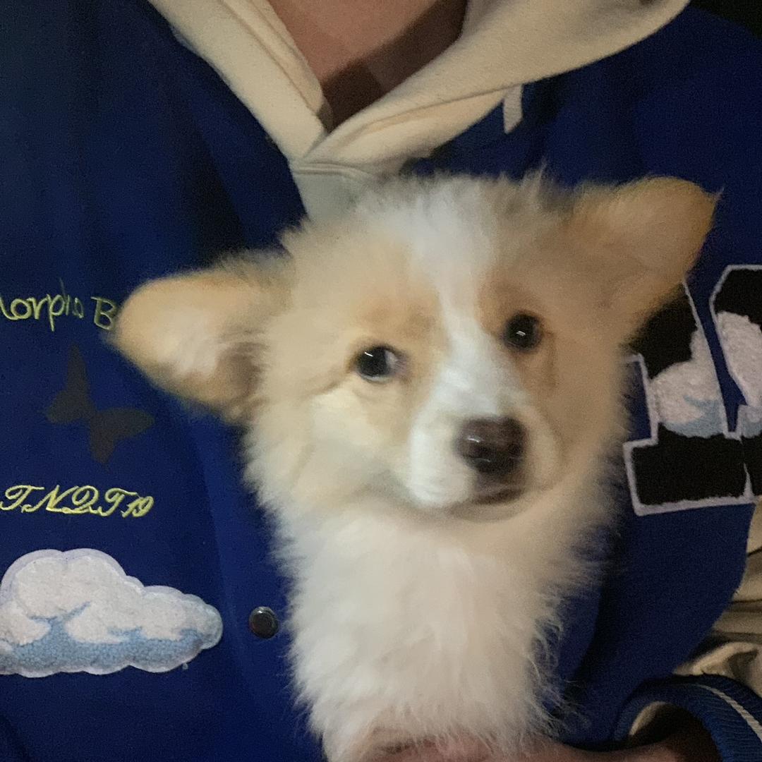 QQ酱