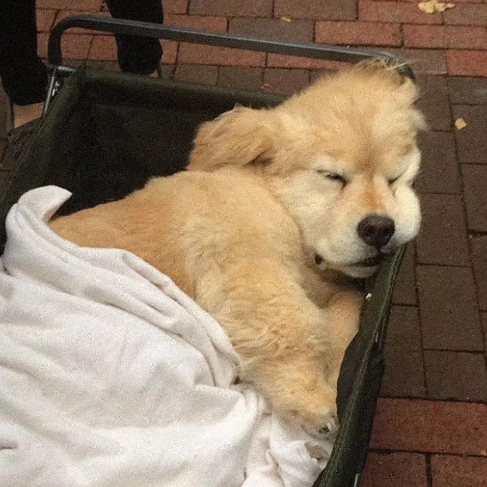 好运来💤💤💤💤