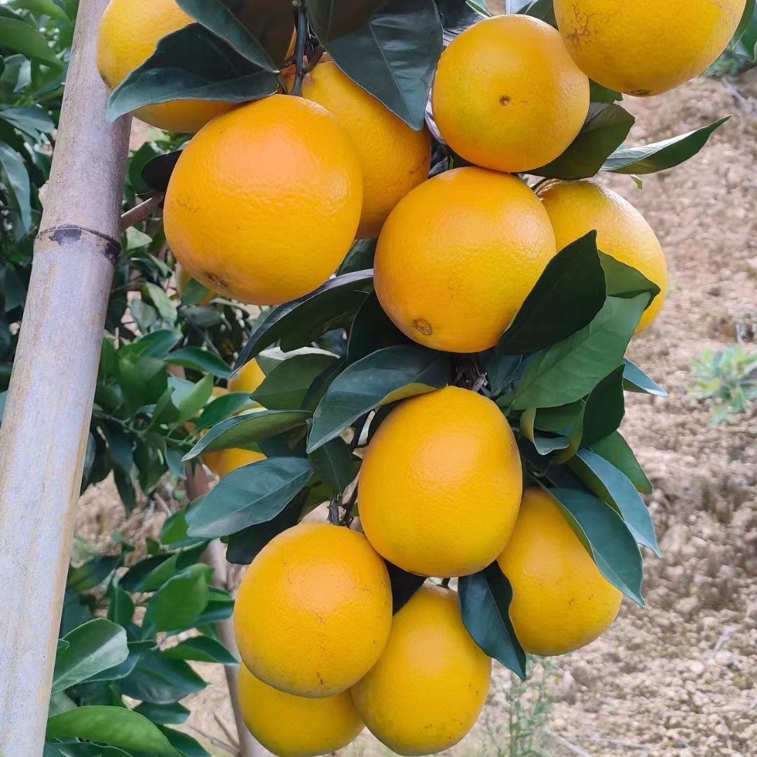 趣享(赣南脐橙)果园直发