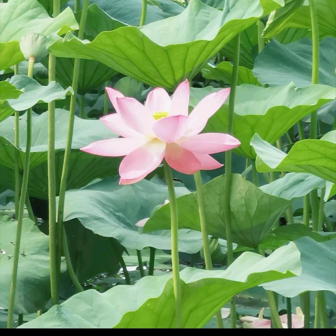 小姚老师（生物小号）