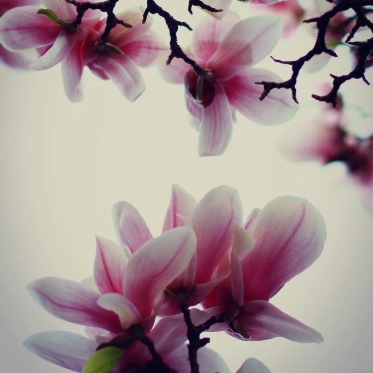 特别的漂亮特别的爱你