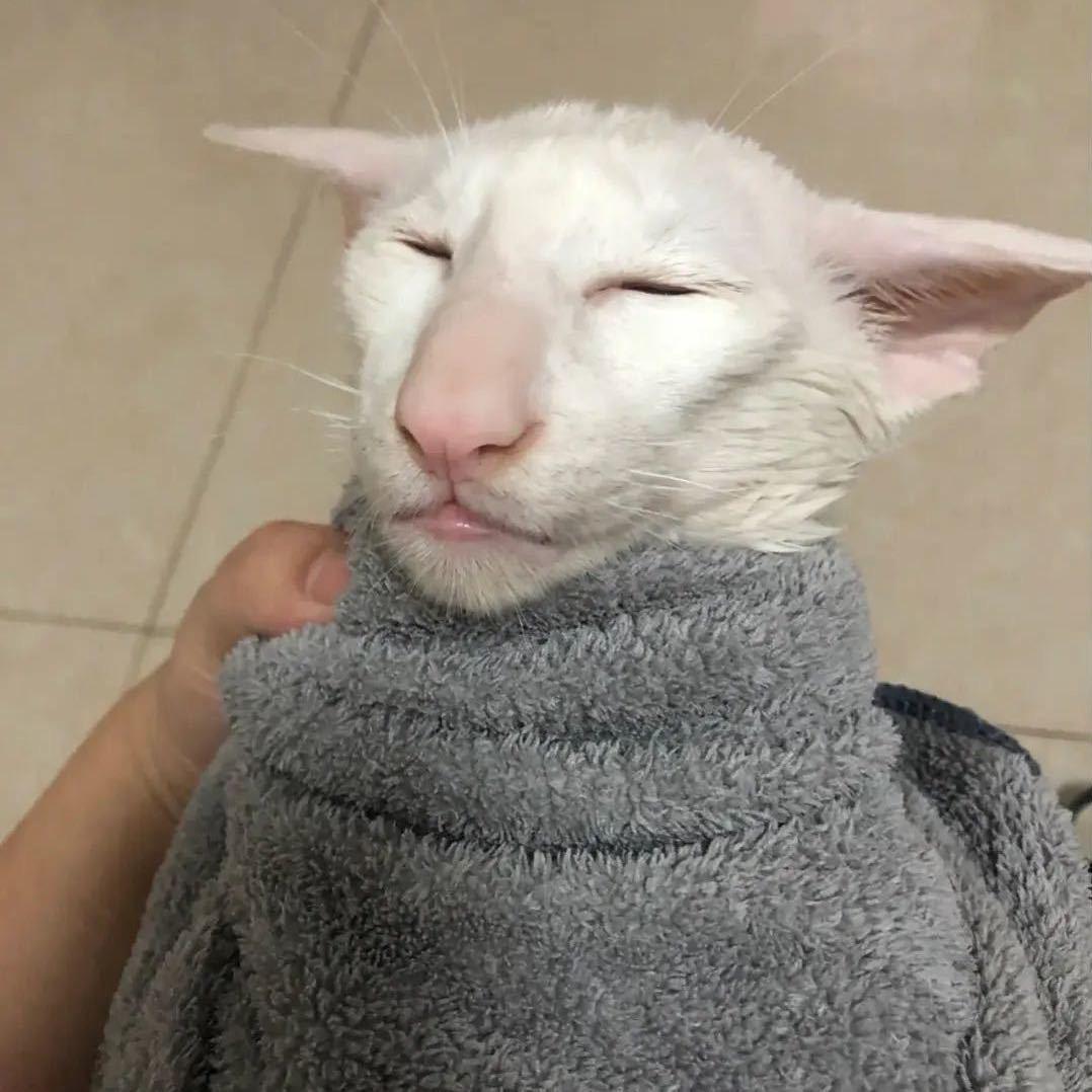敲敲